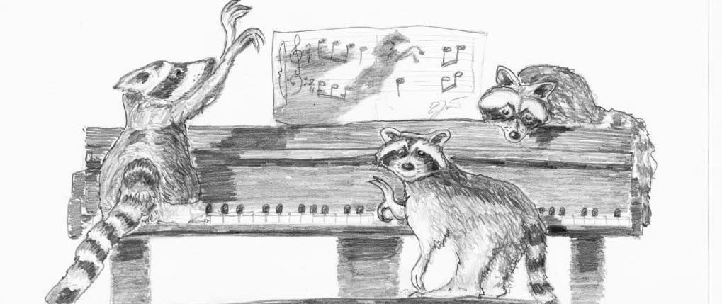 RaccoonStanding
